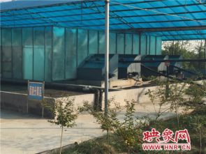 网络媒体视角下的牧原集团 养猪硬实力筑牢食品安全防线