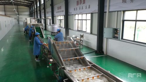 新化黄精 从山林“土黄金”到三十亿产值的“黄金产业”崛起之路